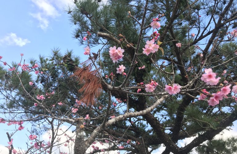 首里散歩　Vol.109　亜熱帯の桜と土地の記憶 　2022年1月24日