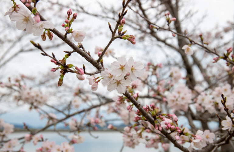 首里散歩 Vol.190 ホンモノの桜 2023年4月3日