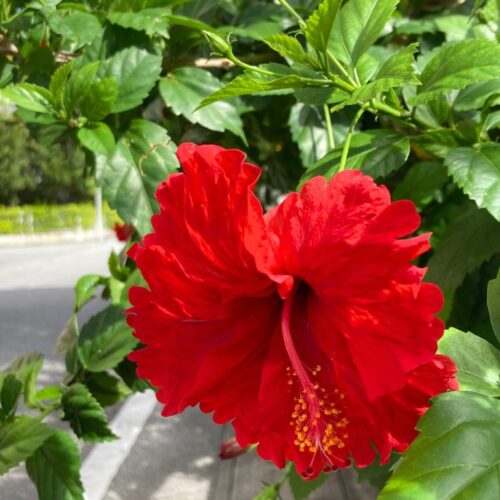 首里散歩 Vol.408 鮮やかな街路樹