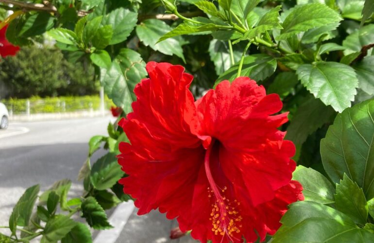 首里散歩 Vol.408 鮮やかな街路樹