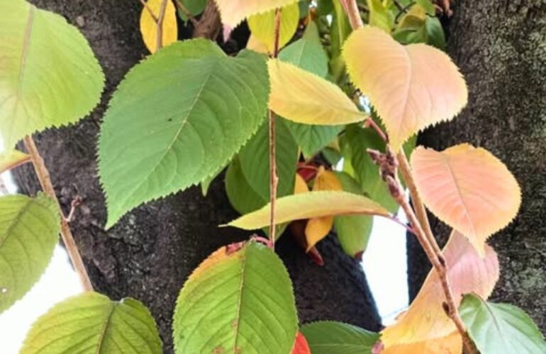 首里散歩 Vol.409 衣替え