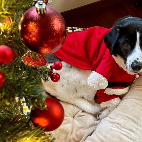 首里散歩 Vol.410 母とクリスマスツリー