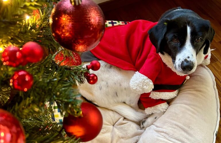 首里散歩 Vol.410 母とクリスマスツリー