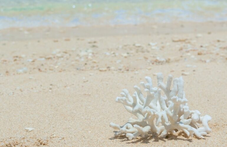 Vol.43 今のわたしに寄り添う、サンゴの恵み