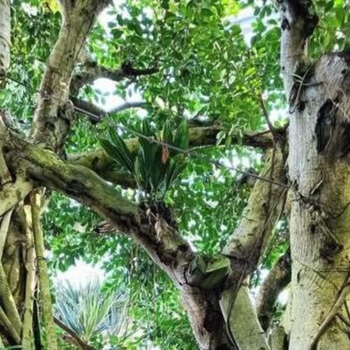 首里散歩 Vol.415 良薬 気に優し