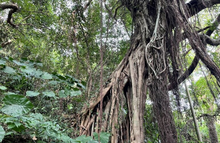 首里散歩 Vol.416 ガジュマルの気根