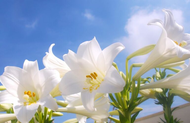 首里の香りVol.46 初夏になったら会いに来て