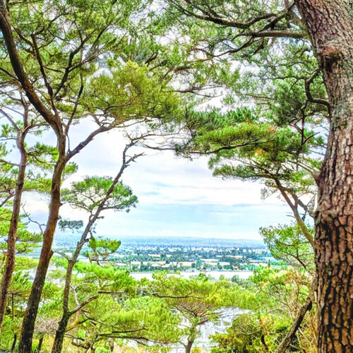 首里の香りVol.47　風を運ぶ木