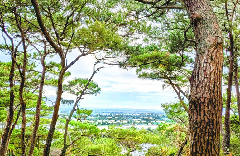 首里の香りVol.47　風を運ぶ木