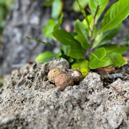 Vol.45 守られてきたもの