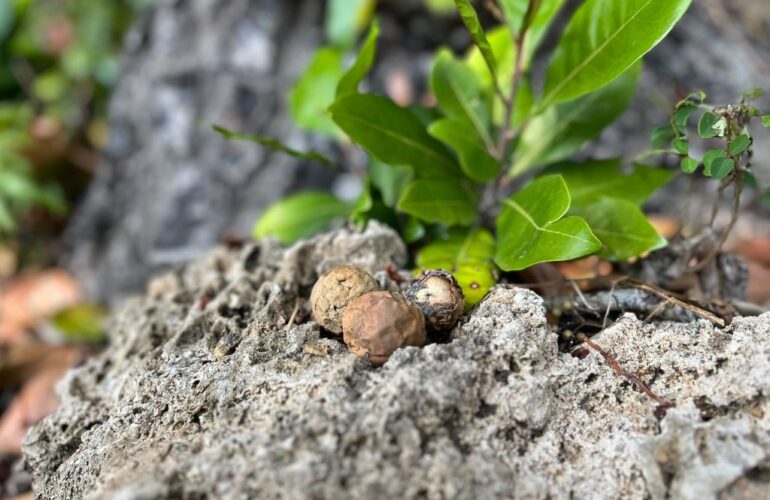 Vol.45 守られてきたもの