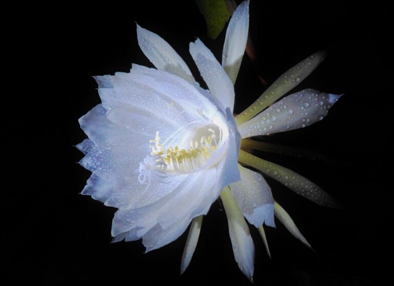 月下美人の花
