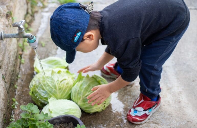 首里散歩 Vol.431 ぴっかぴかキャベツ