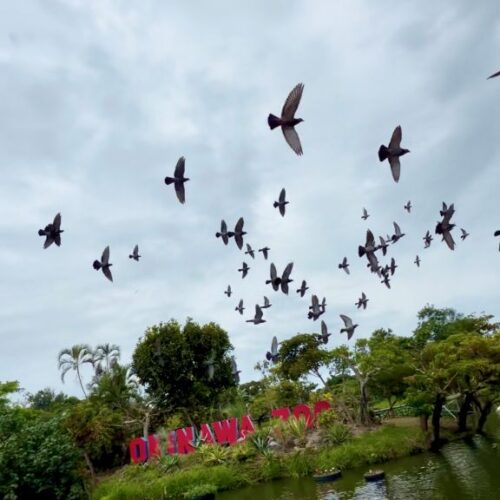 首里散歩 Vol.429 躍動の瞬間