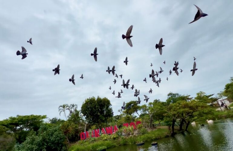 首里散歩 Vol.429 躍動の瞬間