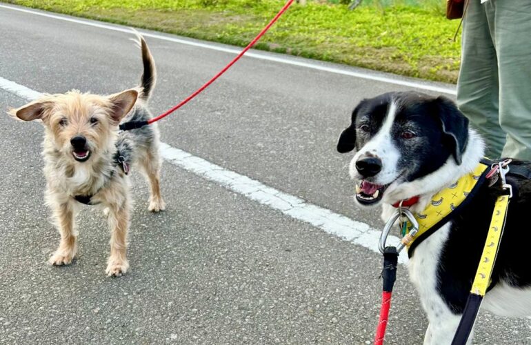 首里散歩 Vol.434 散歩の効果