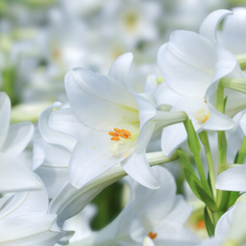 首里の香りVol.48　かなさんどー