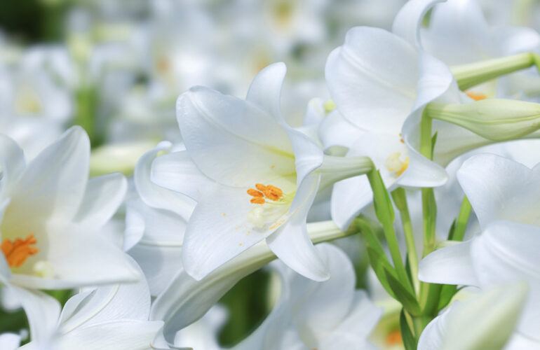 首里の香りVol.48　かなさんどー