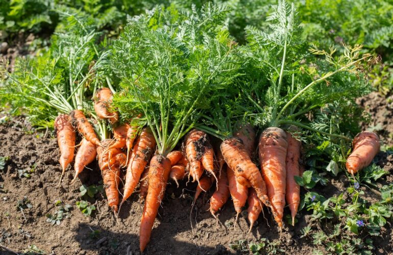 首里散歩 Vol.439 ニンジン嫌い