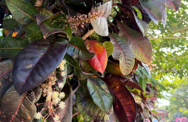 首里散歩 Vol.437 ありがとうありがとう