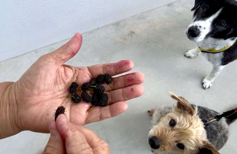 首里散歩 Vol.442 うりずんと桑の実