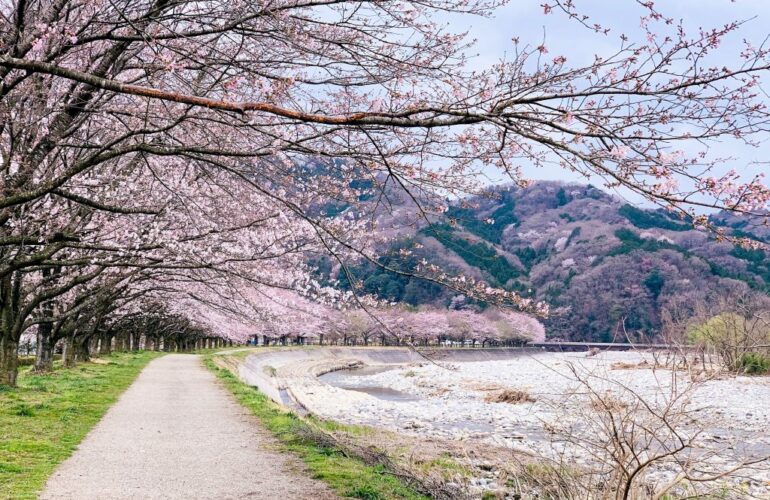 首里の香りVol.49 儚さこそが美しい